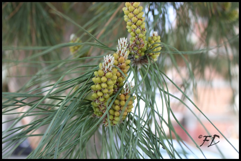 Polline Pinus pinea